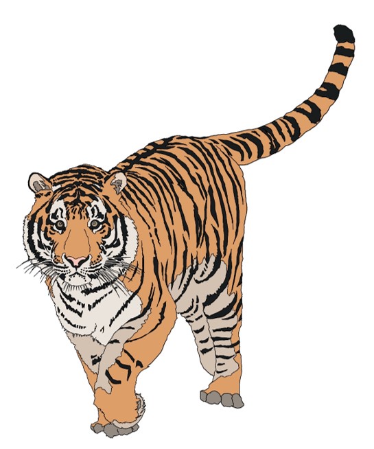tiger